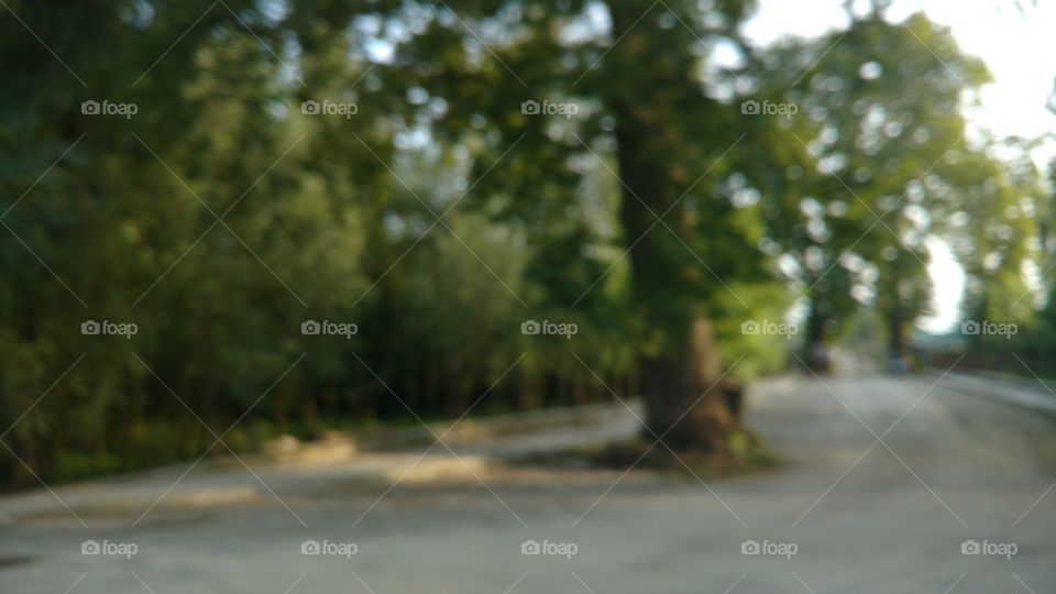 Tree, Nature, Landscape, No Person, Wood