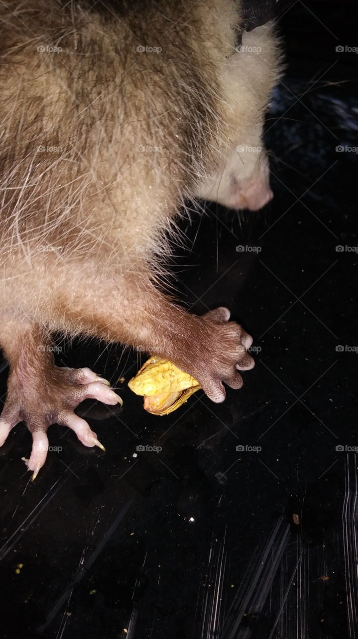 holding peanut