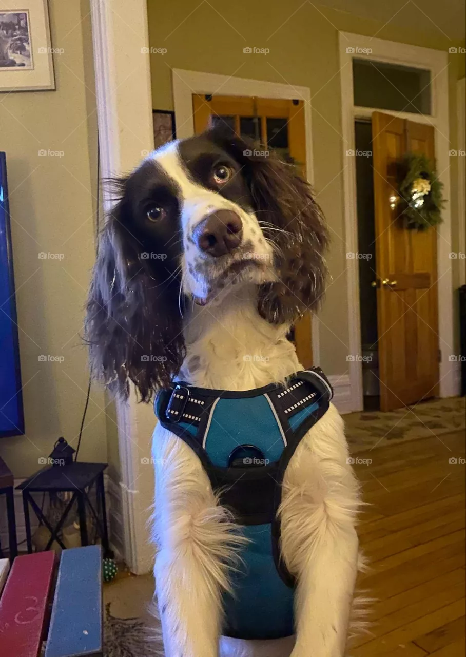 Ready for a run..