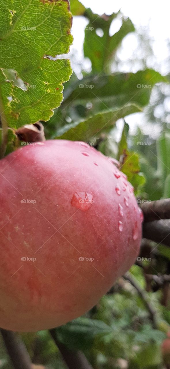 apple on the tree after rain