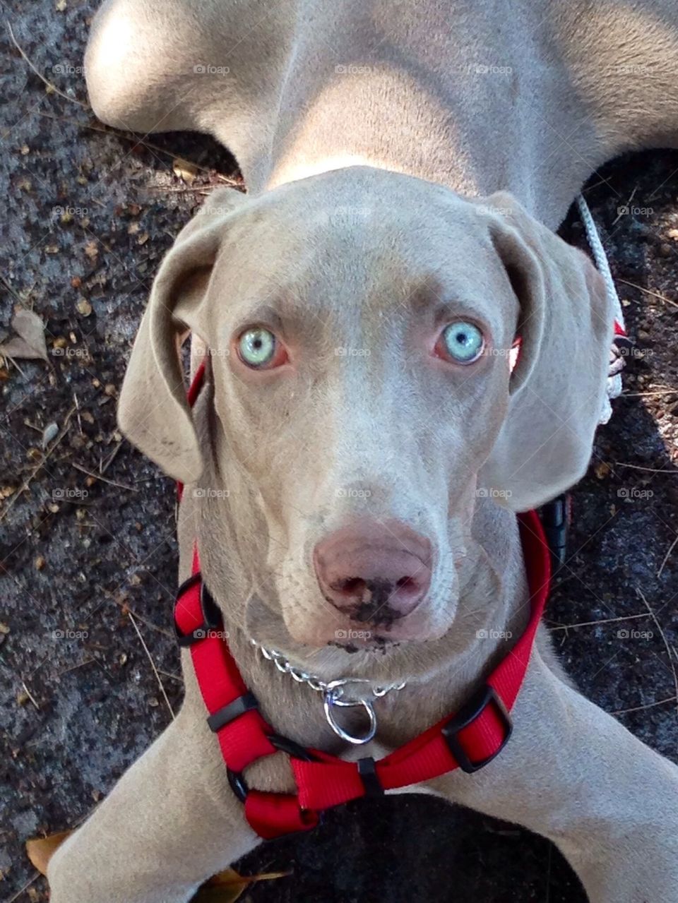 Weimaraner dog 