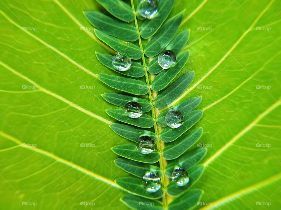 water droplets on green bodhi leaf