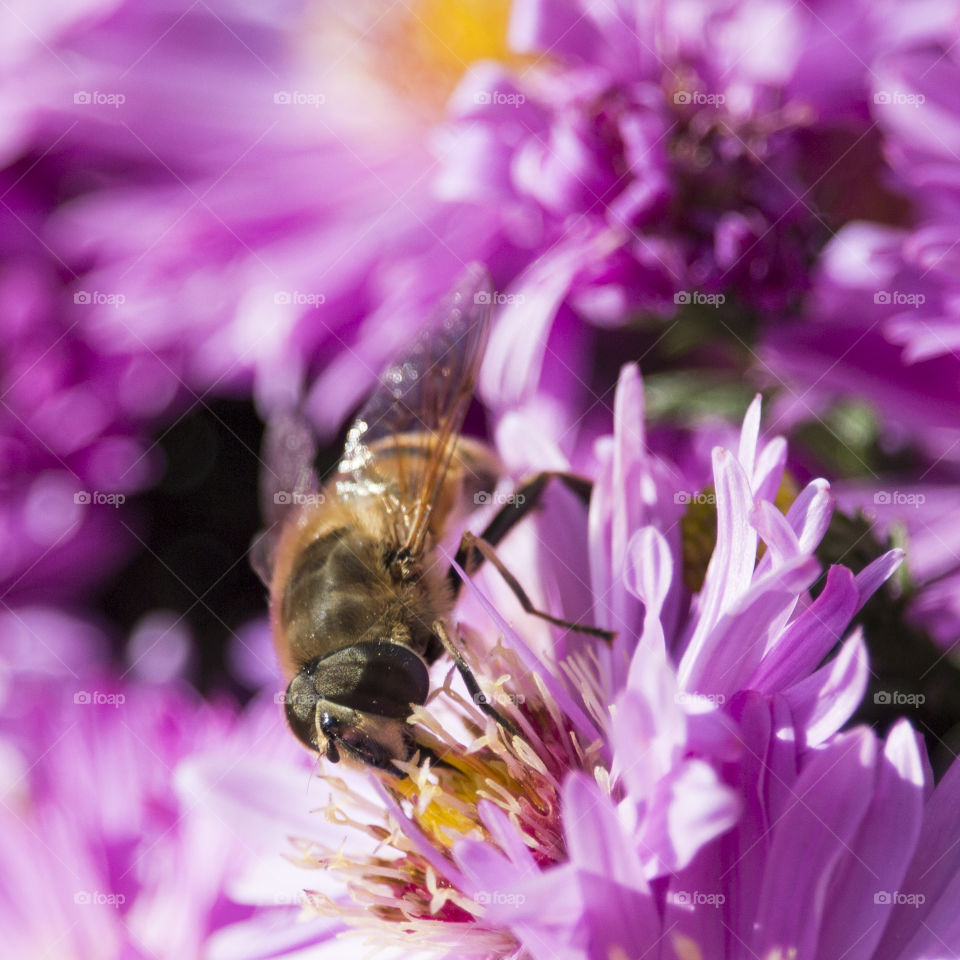 Bee on Autumn Aster