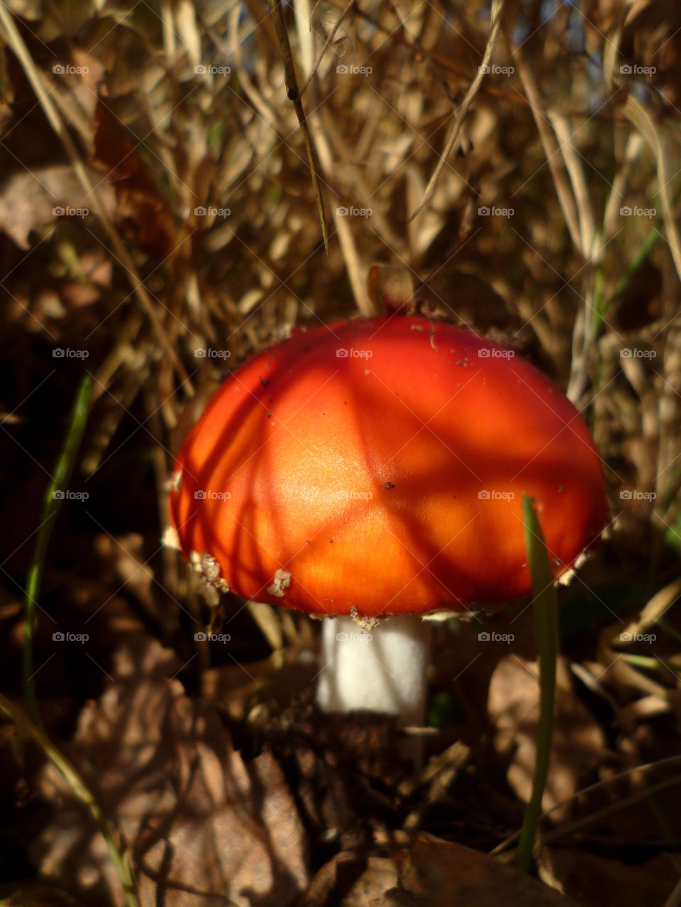 Beautiful red mushroom