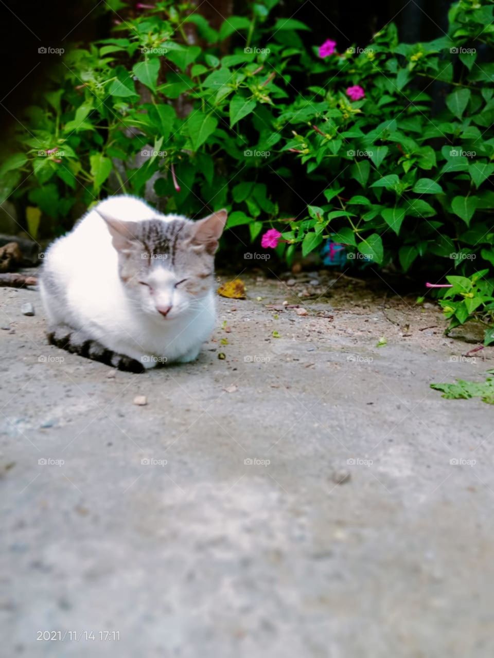 cat siting and sleeping photo beautiful pet