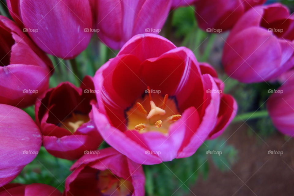 tulip blossoms