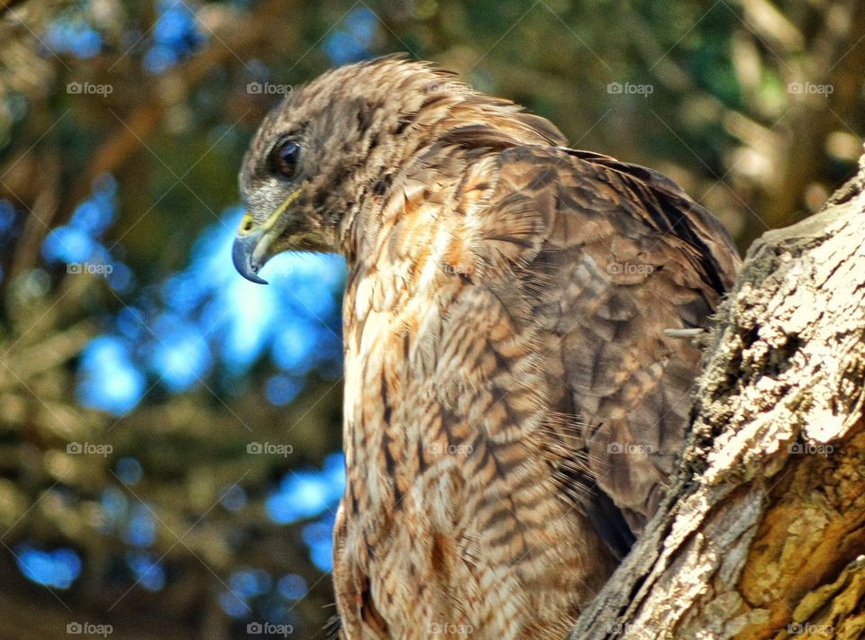 American Falcon . Cooper's Hawk Perched In A Tree
