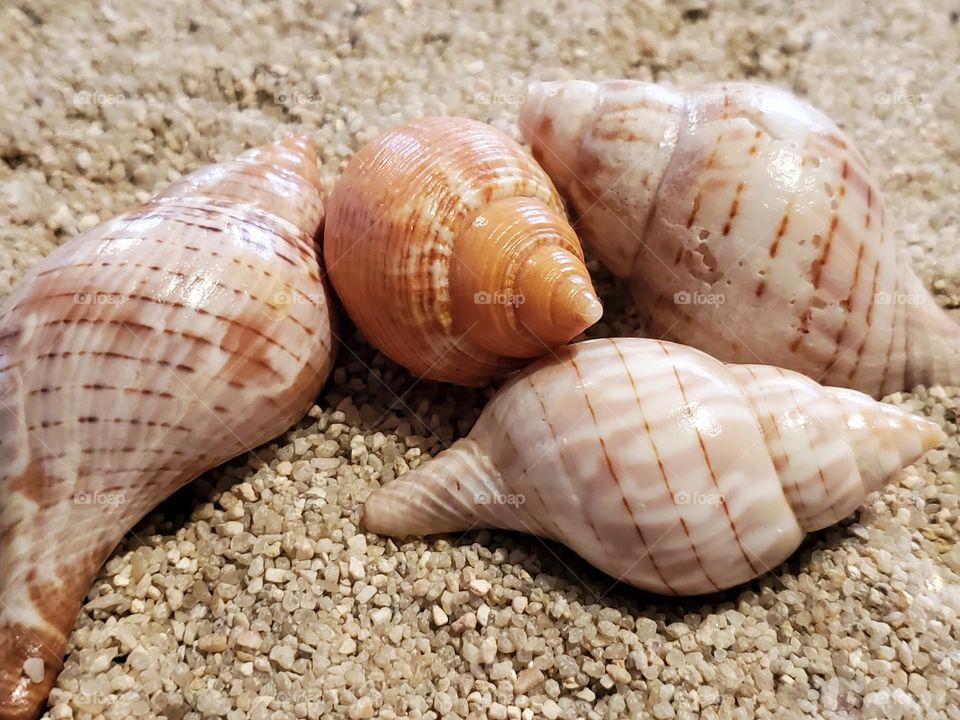 Tulip Shells in the Sand