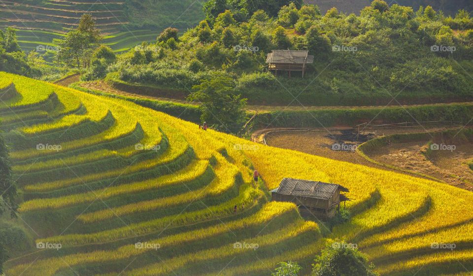 autumn in Lao Chai village,  Mu Cang Chai district,  Yen Bai province,  Viet Nam with golden rices terraces in sunshine