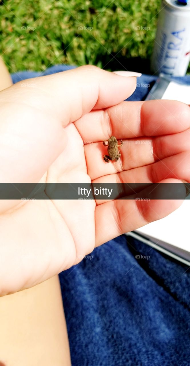 ittybitty froggy