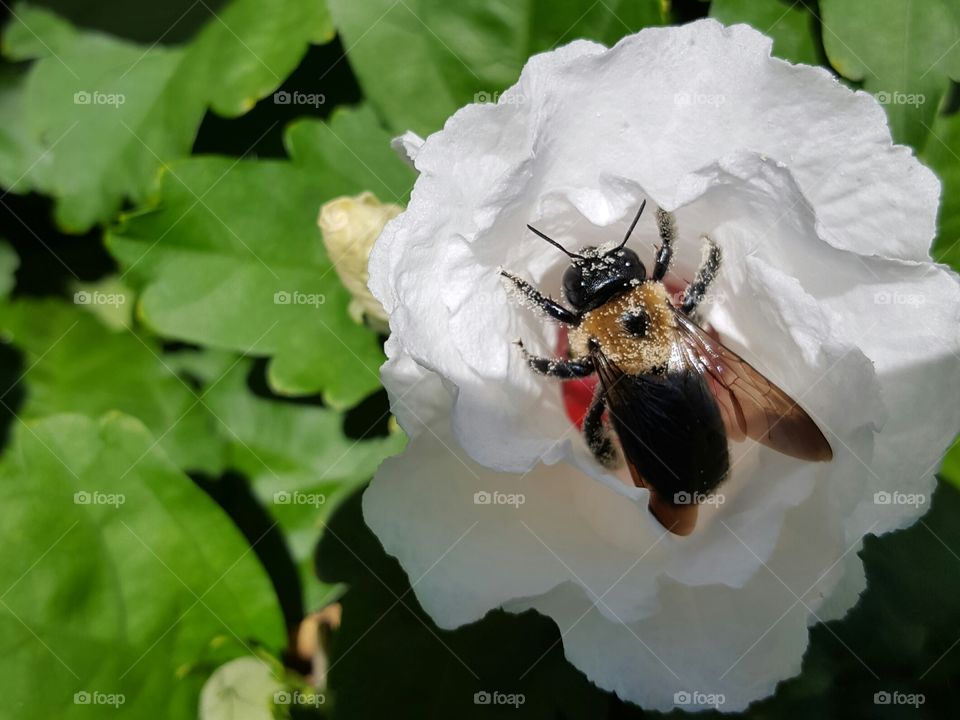 High angle view of bee on white flower