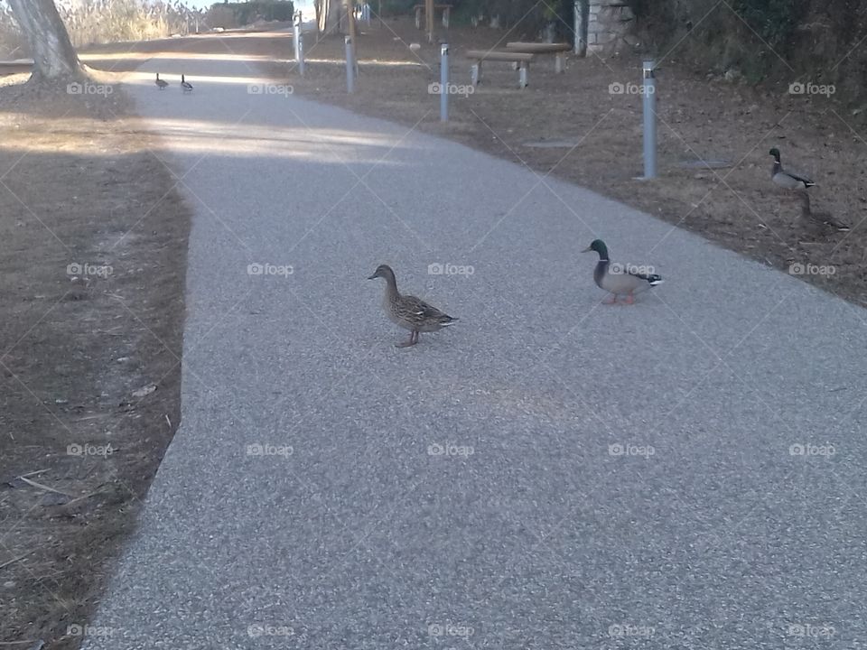 ducks on a walk