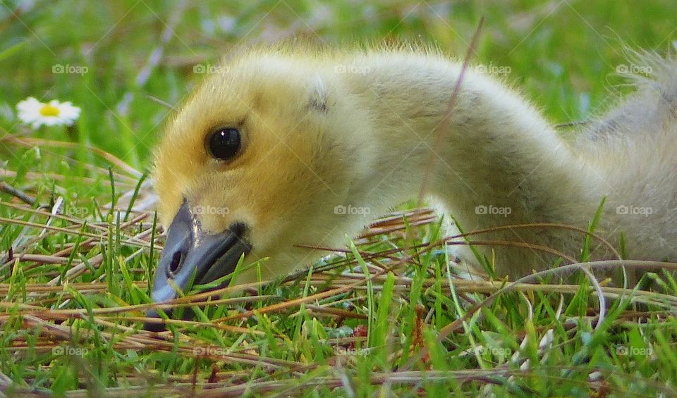 Close-up of gosling eating grass