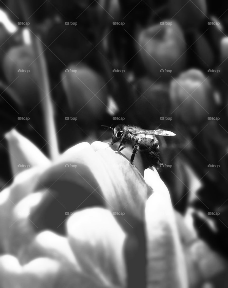 close-up of honeybee gathering from tulips.