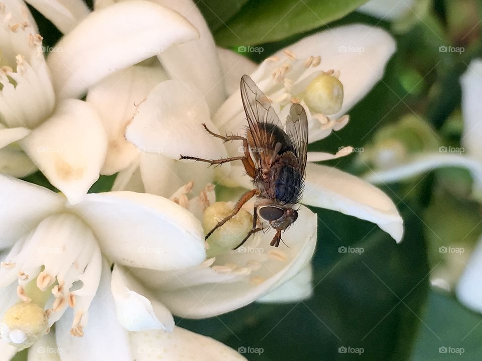 Housefly on white flower