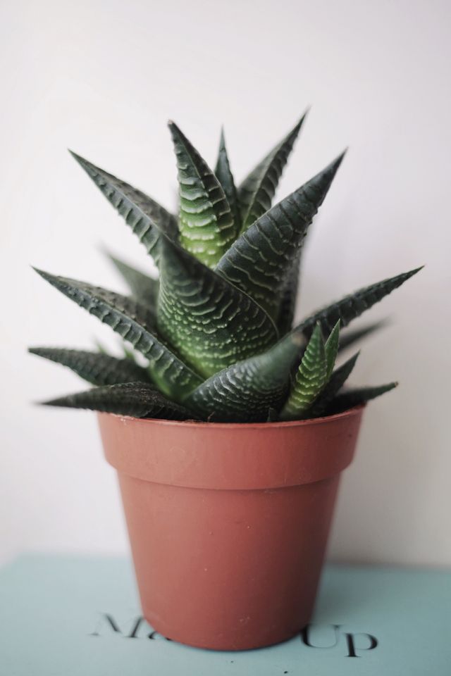 Potted plant against white background