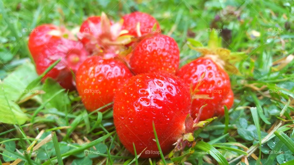 Strawberries. Jordgubbar i gräset
