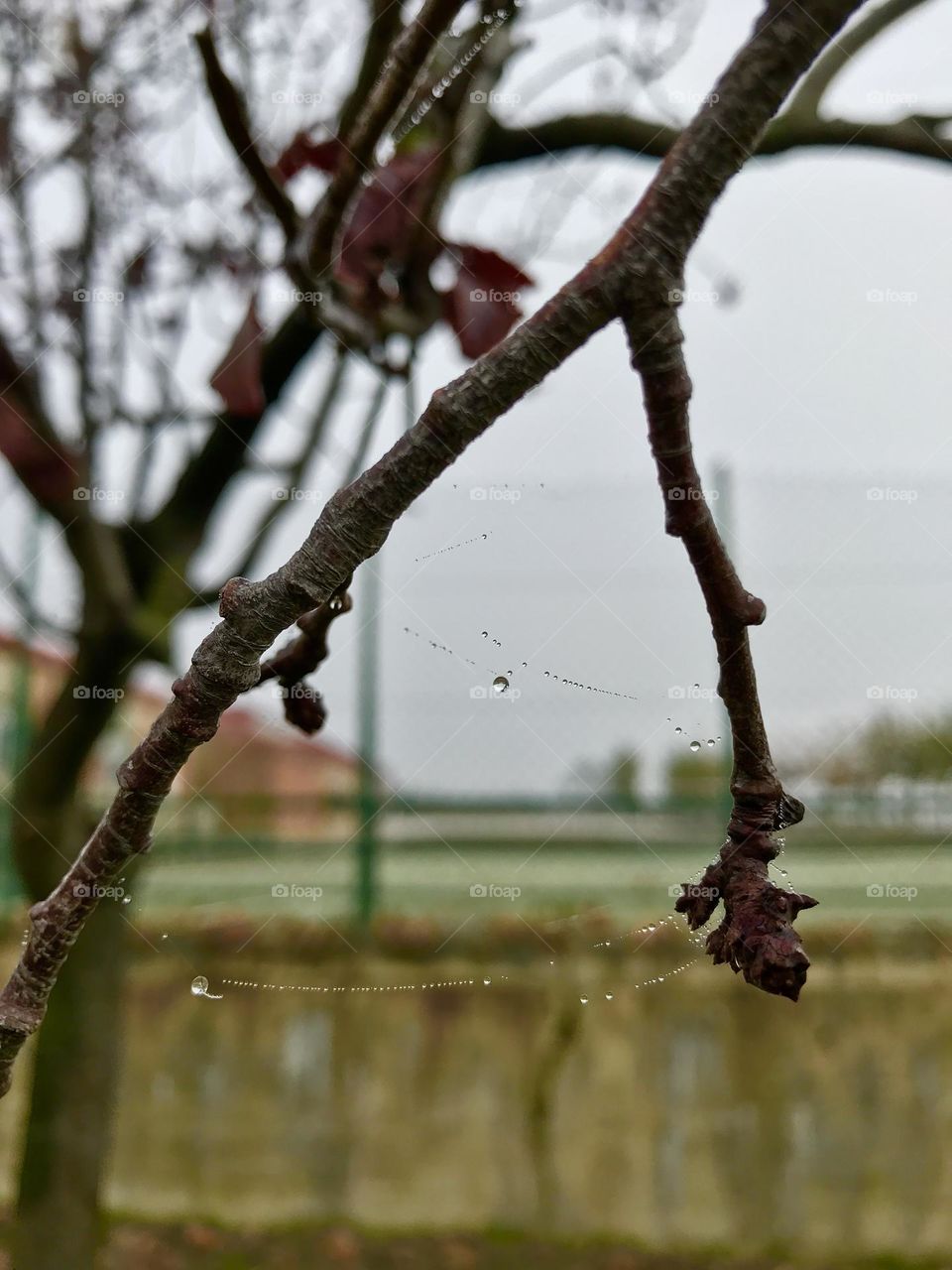 Spider web after the rain
