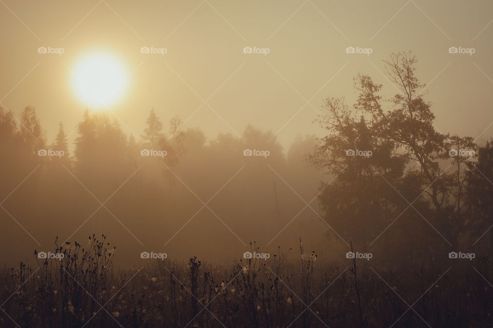 Autumn misty landscape at early morning 