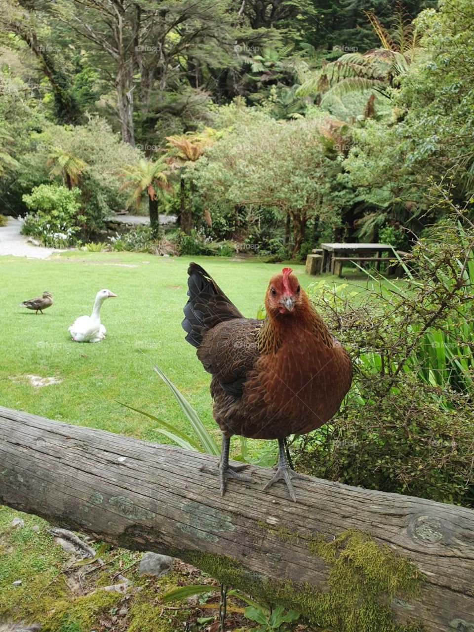 What you gawking at?