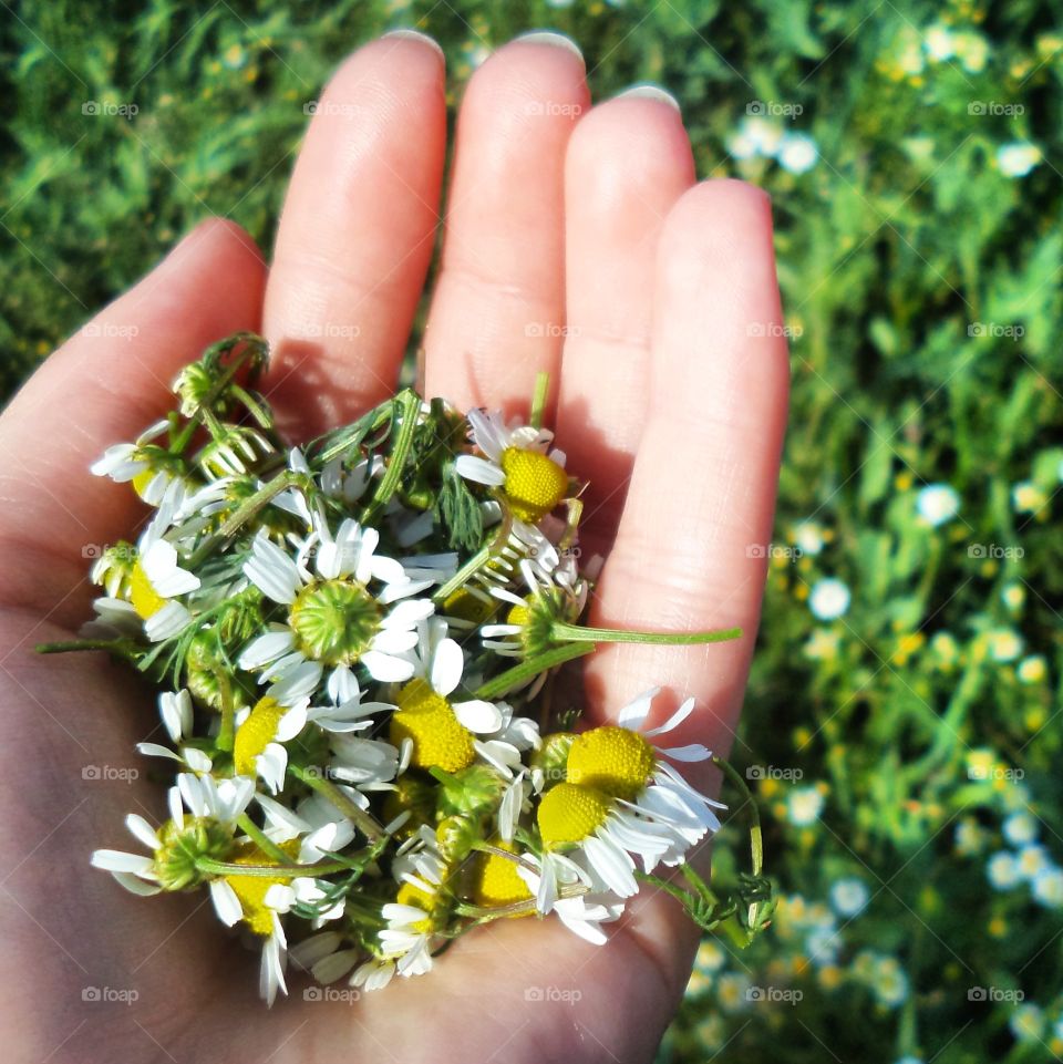 Did you know camomile means 'earth apple'? Sweet, isn't it? 🌼