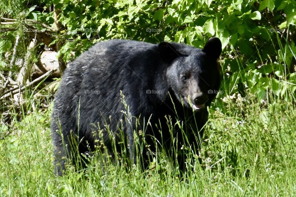 Large black bear at Gatlinburg 