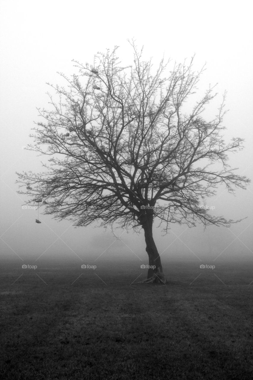 Hanging tree. shoes hanging in the tree in the park