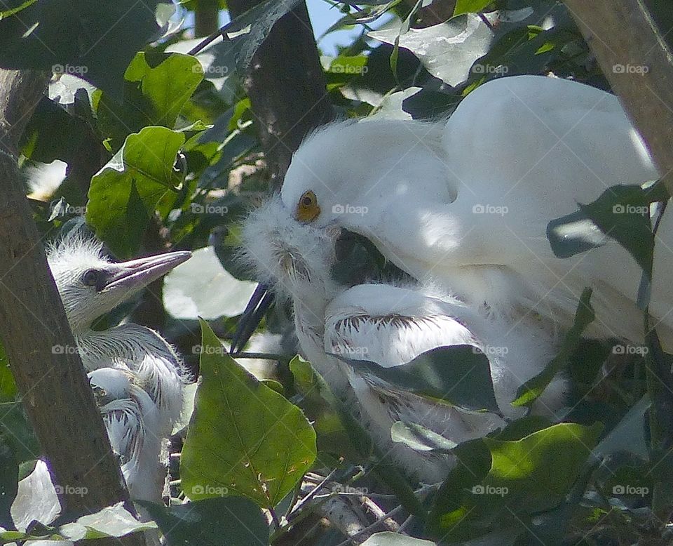 Mama snowy egret feeding baby 