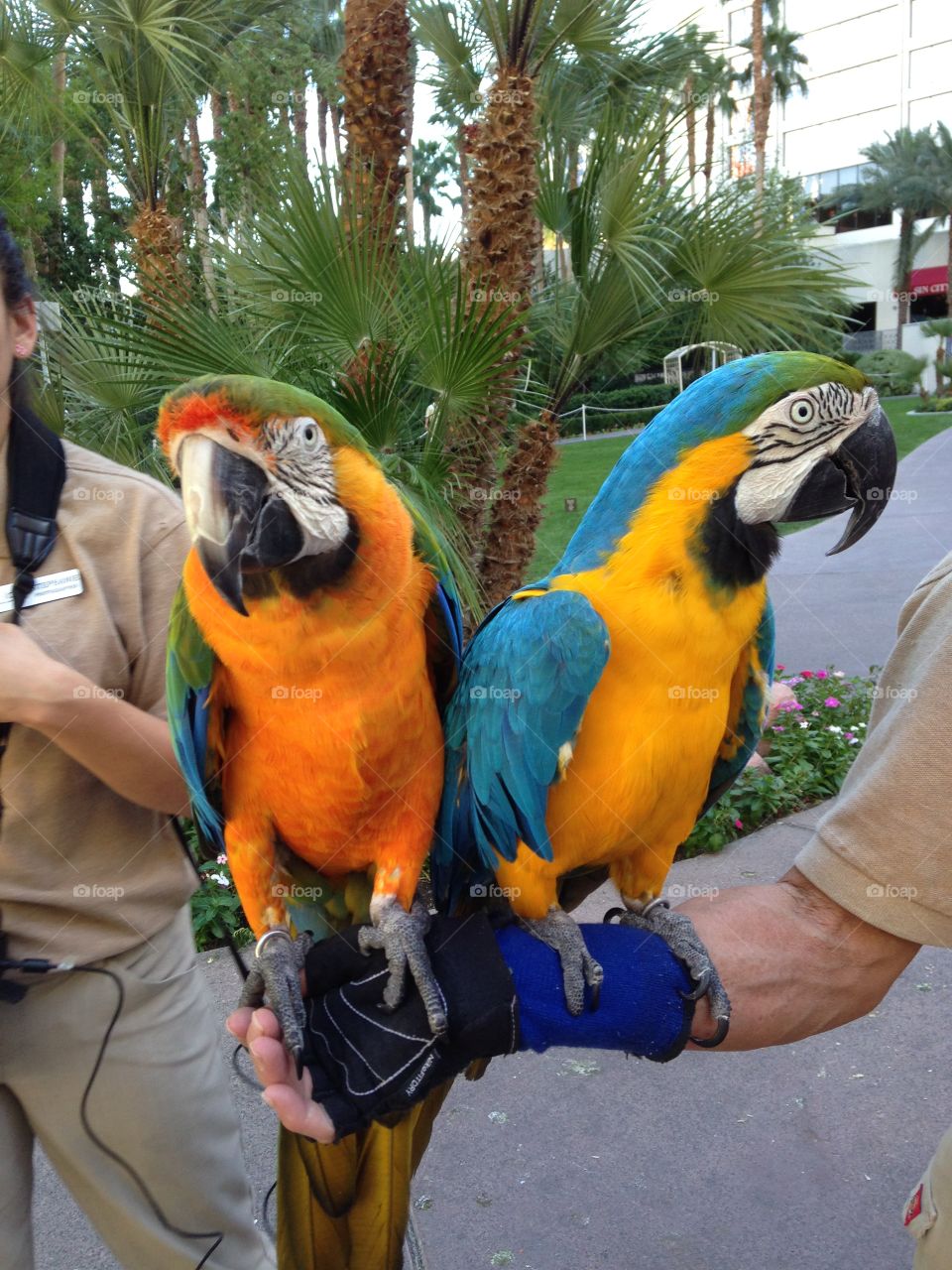 More than just yellow. Colorful parrots