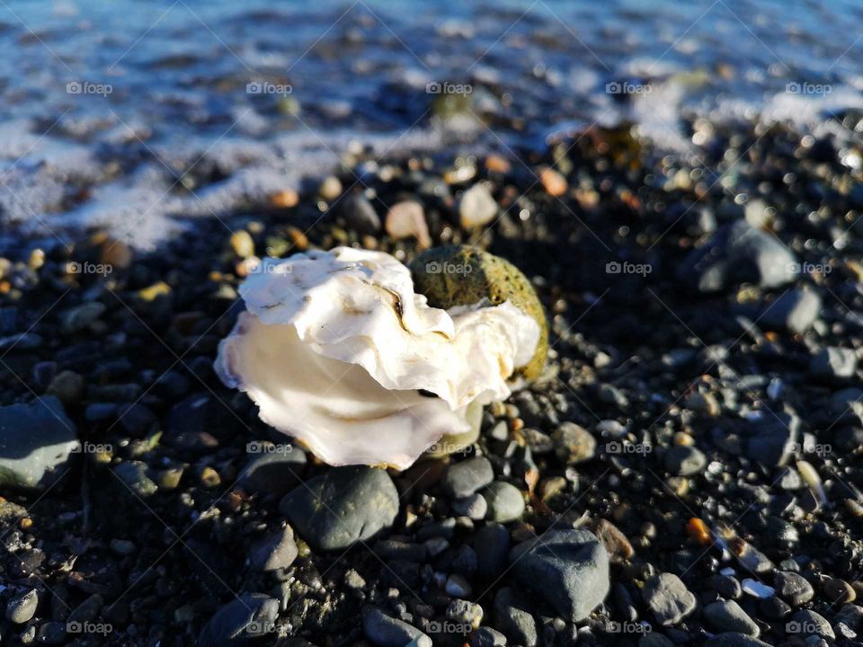 Oyster shell