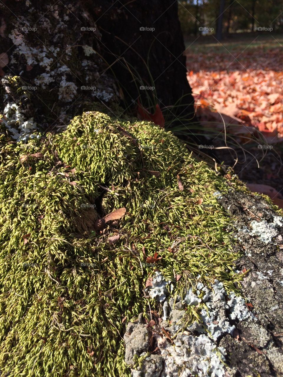 Moss