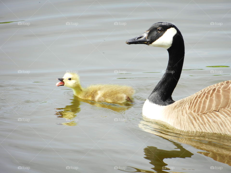 geese  with baby