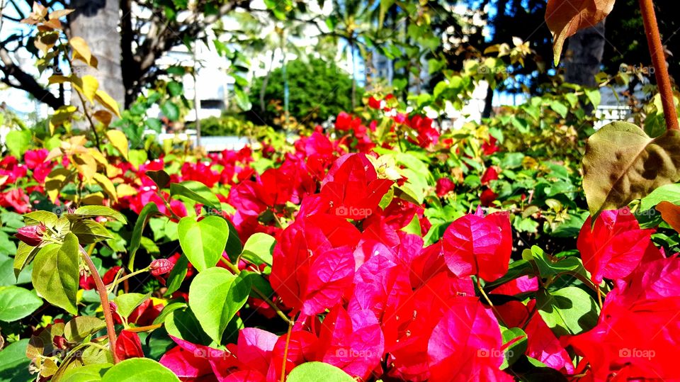 Flowers in Waikiki