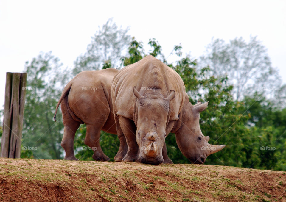 animal amazing rhinoceros by manmohanpanda