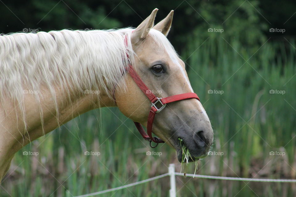beautiful tan horse. Griffin