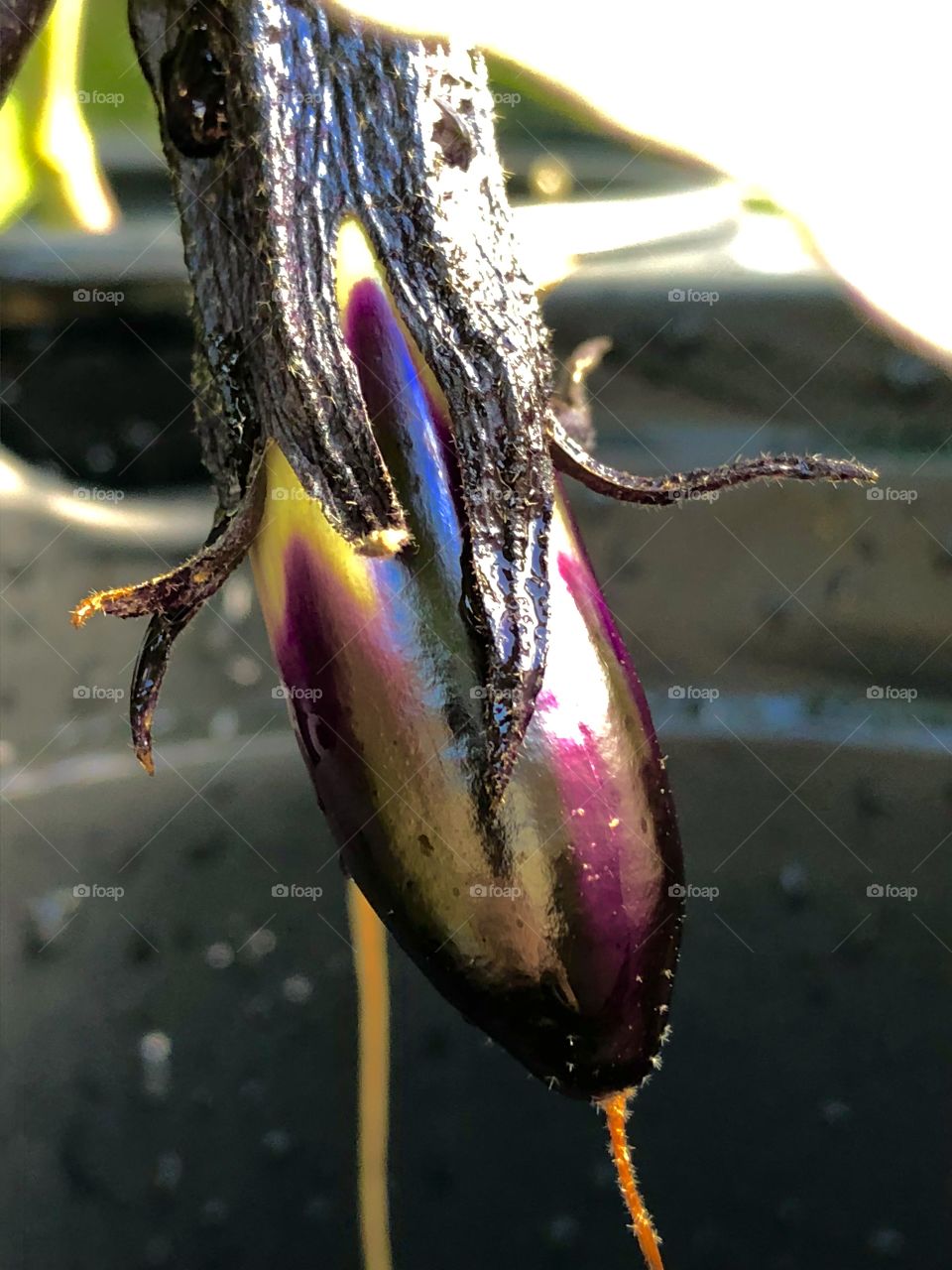 Japanese Eggplant 