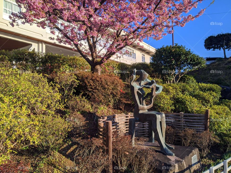 Beauty of japan cherry blossom