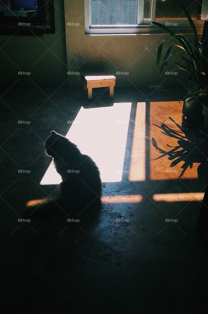 Charlie the cat just being a cat and enjoys the morning sun.