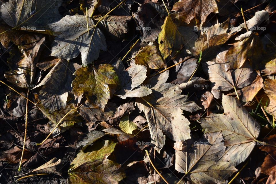 Leaf, Fall, Tree, Flora, Nature