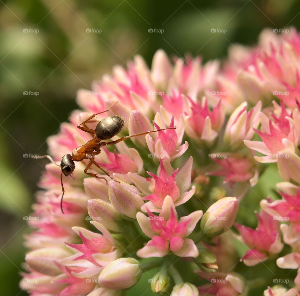 Ant on the flower. Macro.