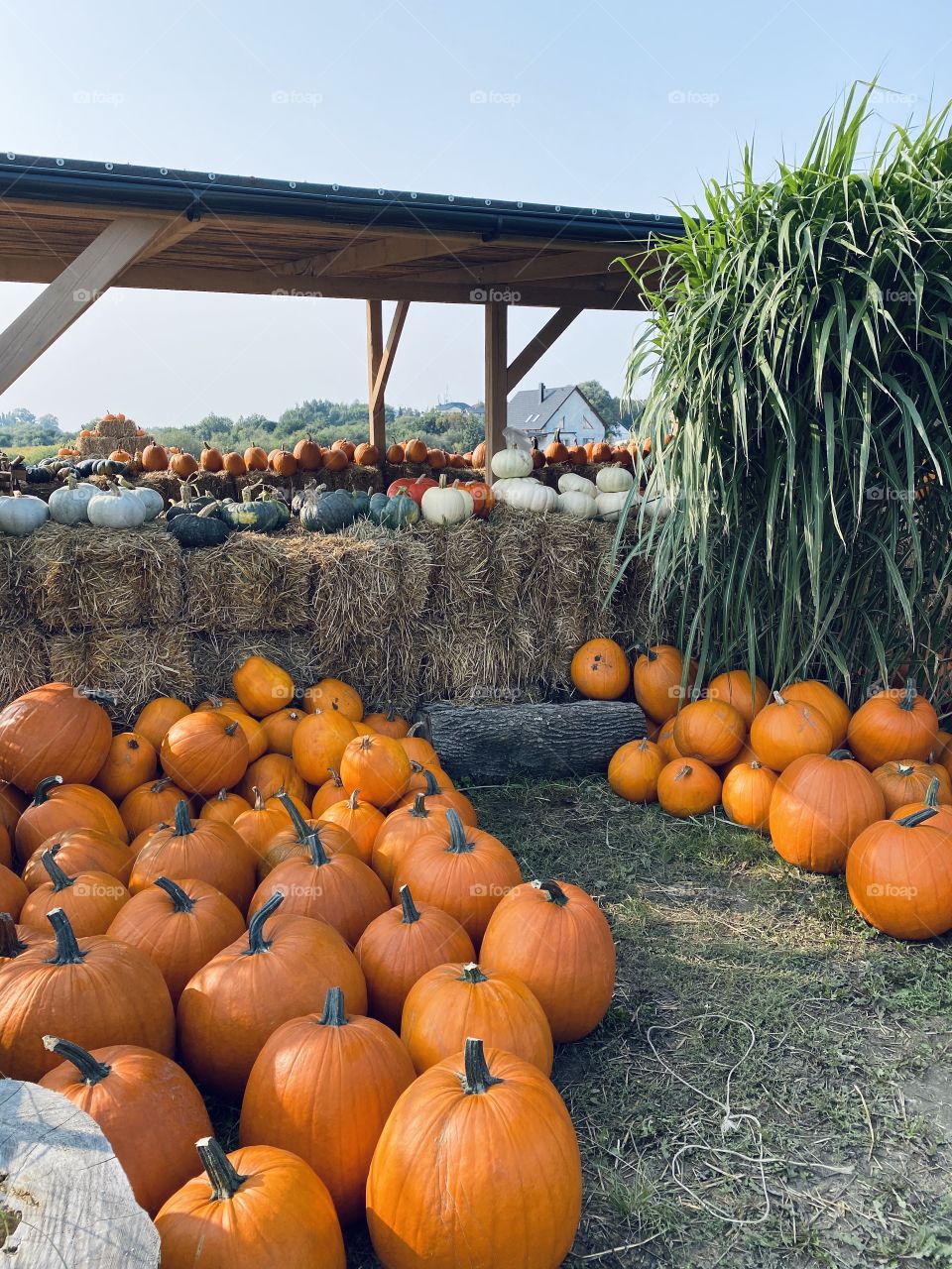 Pumpkin farm