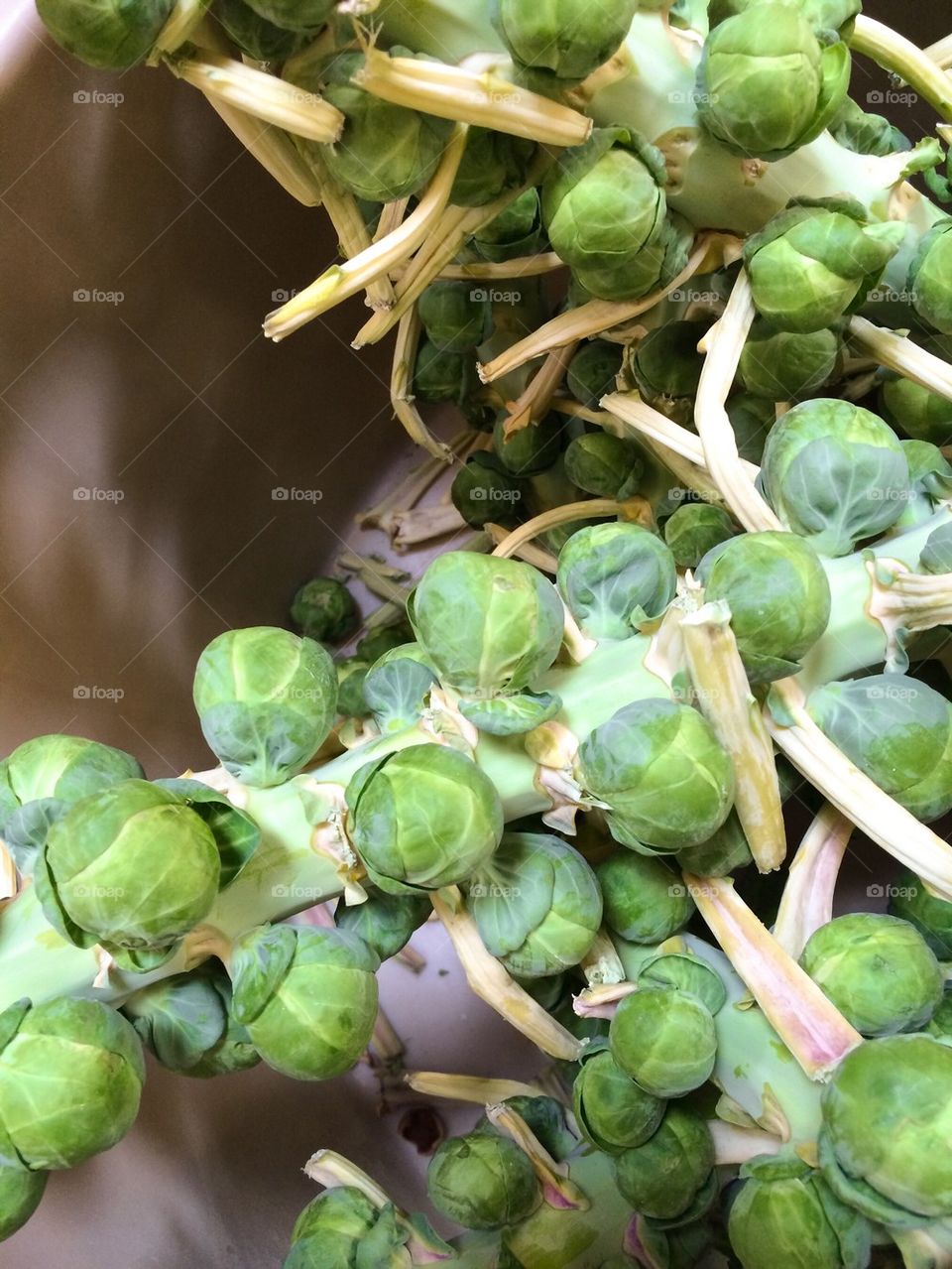 Brussel Sprouts