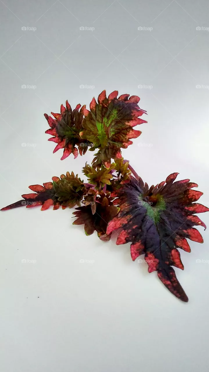 leaf
