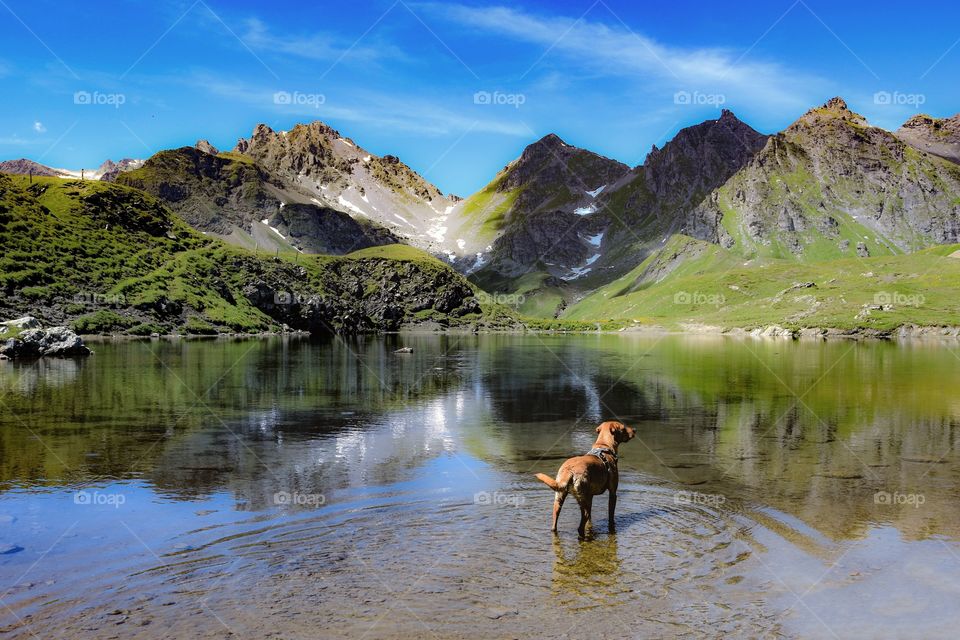 mountain landscape with dog and mountain lake in front. 