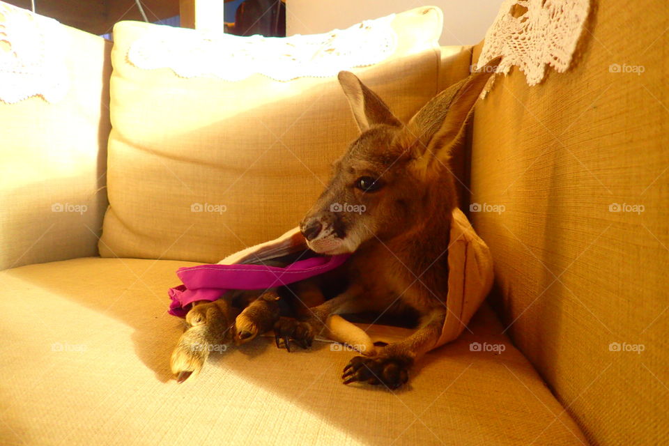 australia kangaroo