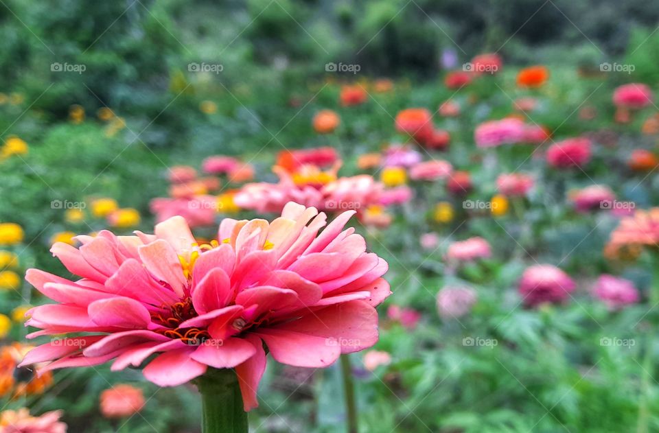 Siniyas getting ready for spring