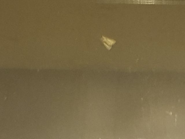 a moth on the window
