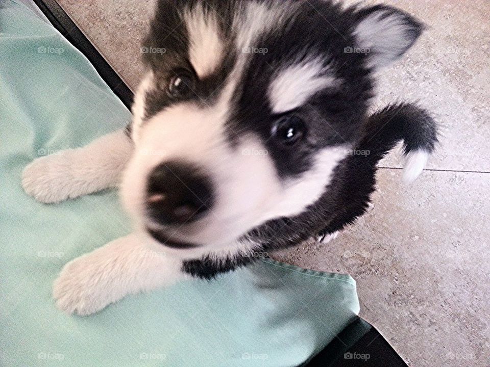 husky puppy