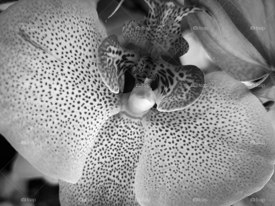 Black & White shot of Spotty Orchid close up.