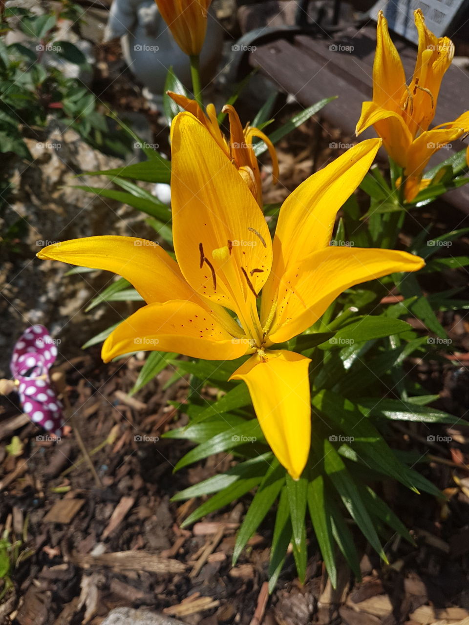 yellow lily in bloom